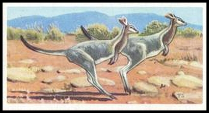 3 Bridled Nail Tailed Wallaby